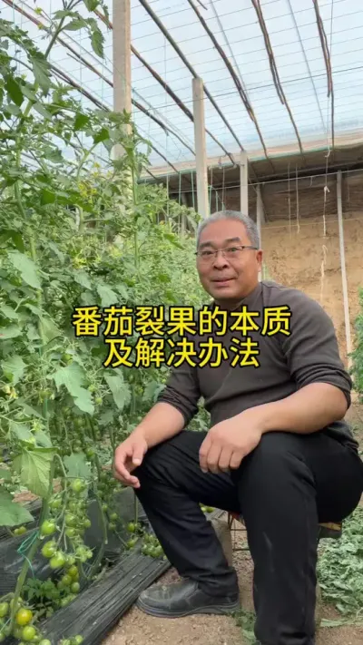番茄（青甜）裂果的本质，及解决方案！ #创作灵感 #新农人计划 #番茄裂果