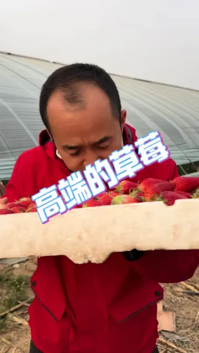 健康高端的草莓 健康高端的草莓#草莓 #草莓新品种 #草莓苗 #草莓种植 #草莓科普