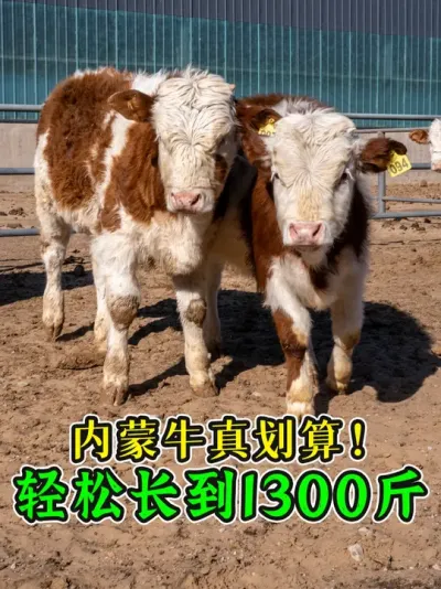 什么牛最划算？还得是内蒙牛！耐整好养体型棒，轻松长到1300 #养牛人 #西门塔尔 #买牛 #育肥牛 #养牛知识