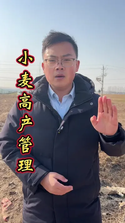 小麦高产 小麦高产管理顺口溜。#小麦种植管理技术 #关注我每天坚持分享知识 #小麦高产技术 #小麦高产 #小麦增产