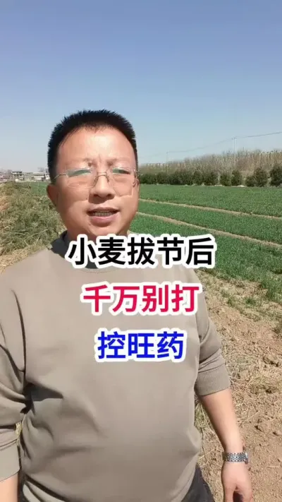 小麦拔节后，千万别打控旺药 小麦拔节后，千万别打控旺药#小麦种植 #小麦种植管理技术 #马哥聊农业 #小麦高产技术 #农技知识分享