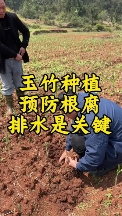玉竹种植，预防根腐，排水是关键！#药材种植 #种植小技巧 #玉竹 #抖音助农 #服务三农支持三农