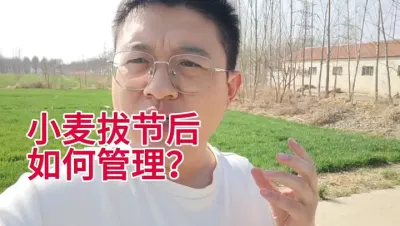 小麦拔节后，做好以下这三点，轻松增产100斤 