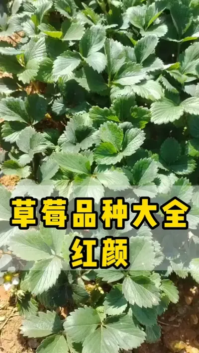 红颜种苗，开始育苗了，实景实拍#红颜 #种苗 #草莓苗 #育苗