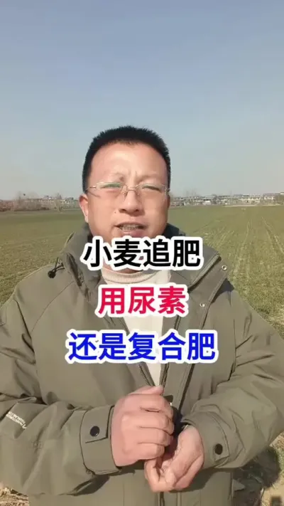 小麦追肥，用尿素，还是复合肥 小麦追肥，用尿素，还是复合肥#小麦种植 #小麦种植管理技术 #马哥聊农业 #小麦高产技术 #农技知识分享