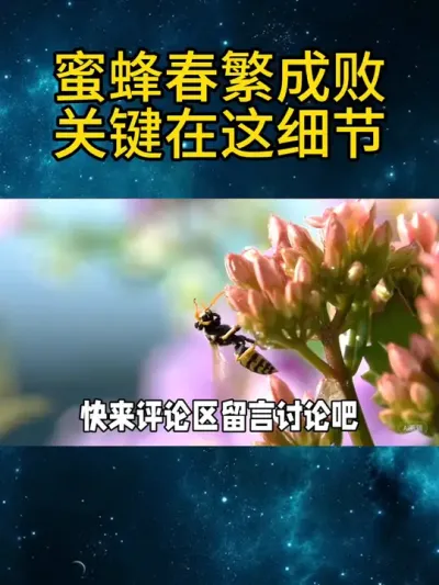 蜜蜂春繁成败关键在这细节 蜜蜂春繁成败，关键在这细节。#养蜂技术分享 #农村养蜂人 #我是养蜂人 #春繁蜜蜂 #养蜜蜂新手入门教程