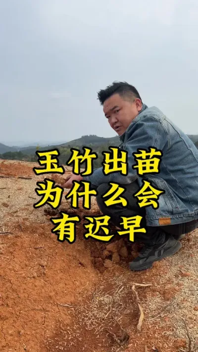 玉竹到底什么时候出苗？为什么出苗会有早晚？ #种植小技巧 #玉竹 #药材种植 #农业种植 #抖音助农