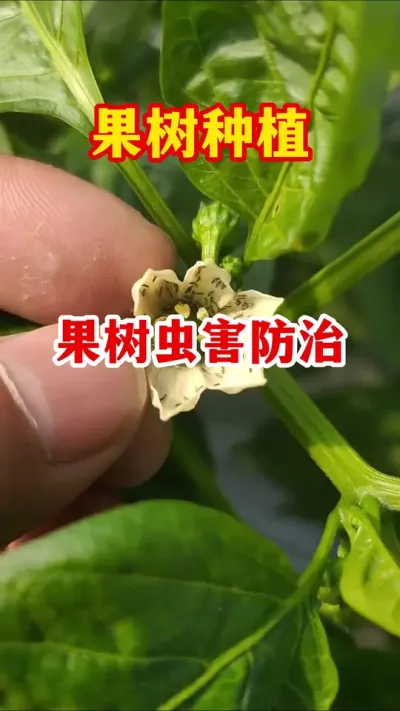 果树防虫颗粒 #果树种植 #病虫害防治 #服务三农支持三农   #分享果树种植管理技术   #果园管理