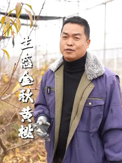 &ldquo;只要吃过这个桃子，可能世界上任何桃子都不想吃了&rdquo;，要想种出生态的水果也是不容易的#生态水果 #金秋黄桃