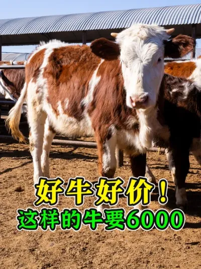 6000块的牛什么样？大屁股双脊梁，这样的牛拉回家随便长！ #养牛人 #西门塔尔 #畜牧养殖 #养牛技术 #牛价行情