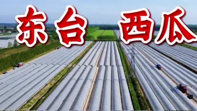 东台西瓜，首个西瓜之乡，种植历史有1000多年，品牌全国知名#东台西瓜#西瓜