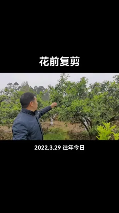 #柑桔修剪 #花前复剪 #李老师说柑桔