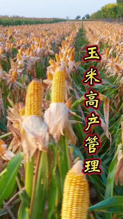 玉米管理很重要，
农友一定要知道。
记住不会太费脑，
好的方法产量高！#增产增收 #玉米高产种植技术 #玉米种植 #玉米种植技术 #增产增收才是硬道理