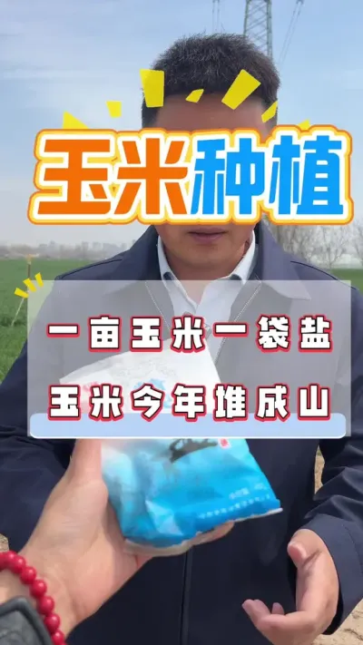 一亩玉米一袋盐，玉米今年堆成山，是真的吗？#玉米种植 #玉米种植技术 #玉米高产种植技术 #玉米高产 #玉米管理