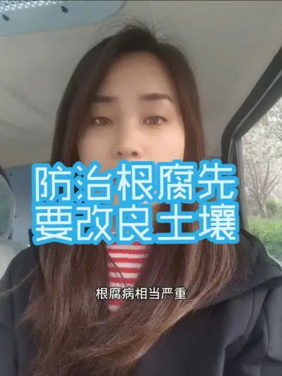 改良土壤是能够从根源上逐渐杜绝根腐发生的，即便已经发生，在初期阶段的治疗方式也是以改善土壤环境强壮根系为前提，再使用药剂控制#根腐病 #农业种植#病虫害防治