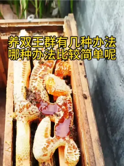 养双王群有几种办法哪种办法比较简单呢 养双王群有几种办法
哪种办法比较简单呢#养蜂技术分享 #抖音助农 #农村养蜂人 #每天分享养殖技术和经验 #我是养蜂人