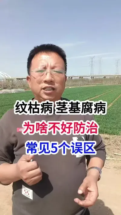 纹枯病、茎基腐病，为啥不好防治，常见的5个误区 纹枯病、茎基腐病，为啥不好防治，常见的5个误区#小麦种植 #小麦种植管理技术 #马哥聊农业 #小麦高产技术 #农技知识分享
