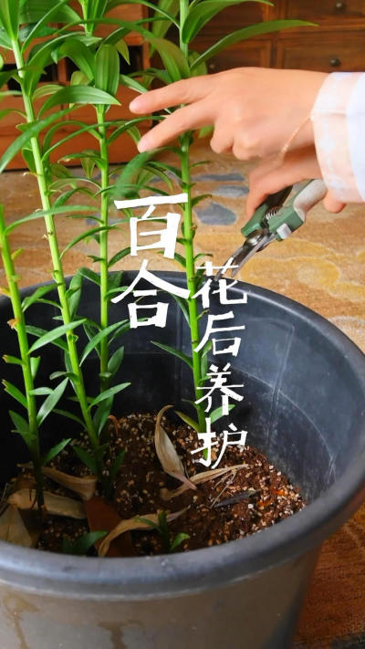 养百合必看！花后护理全攻略，让美丽延续#点缀生活的鲜花[话题]# #花卉绿植[话题]##养花小知识[话题]##百合花[话题]##花后养护[话题]##家庭园艺[话题]# #养花小知识[话题]# #爱生活