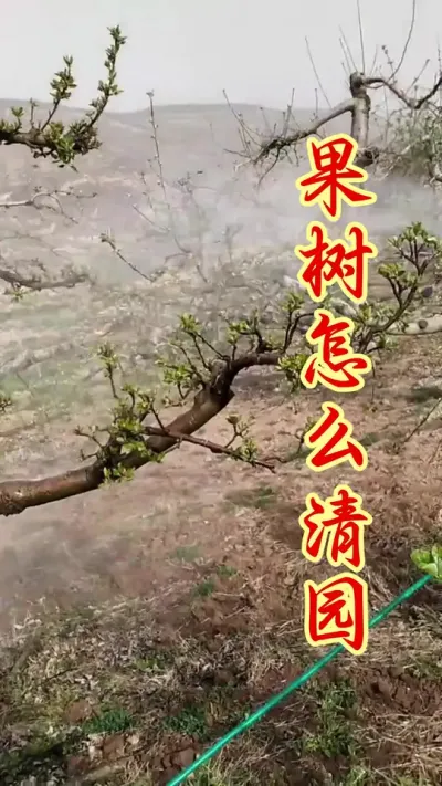 果树立春后，清园工作要抓紧！ #果树种植   #果园管理   #果树清园 #病虫害防治  #分享果树种植管理技术