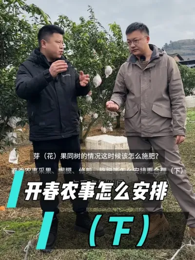 开春农事特别多，揭膜，采果，修剪，清园，施肥，这么多春耕工作应该怎么安排?(下集)#柑橘种植