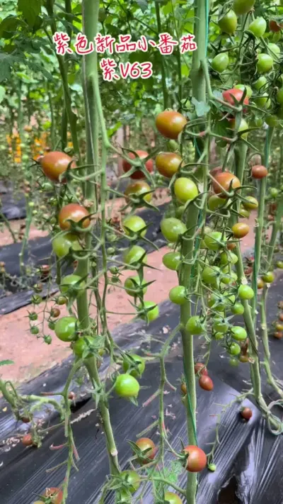 紫V63是一款香糯多汁，风味十足的紫色口感小番茄！#抖音助农 #农业种植 #三农 #新农人计划 #番茄