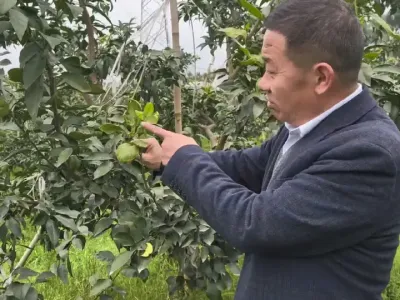 柑桔褐斑病 #柑桔褐斑病#福农组合 要早用 #李老师说柑桔