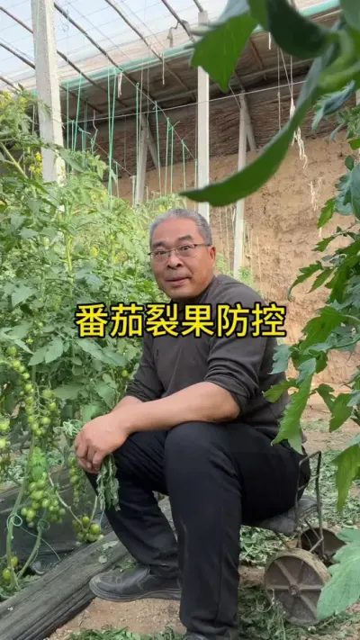 番茄（青甜）防裂详解！ #创作灵感 #新农人计划