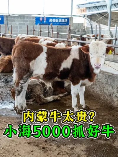 内蒙牛太贵？这批小海牛均价才5000多，这体型骨架非常不错！ #买牛 #养牛人 #养牛技术 #养牛知识 #西门塔尔