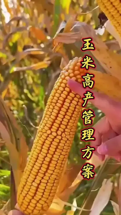 玉米科学管理，增产丰收多卖钱。#玉米高产种植技术 #玉米高产 #玉米种植 #增产增收才是硬道理 #服务三农支持三农