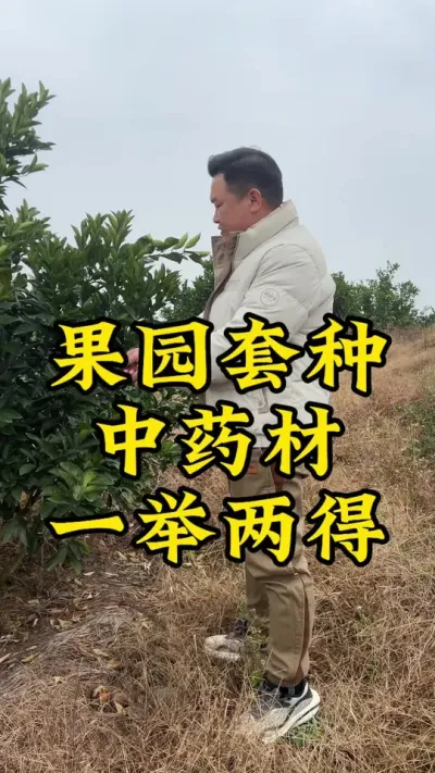 果园套种中药材，一举两得，发展林下经济，大有可为 #药材种植 #玉竹 #2024新农人计划 #种植小技巧 #抖音助农