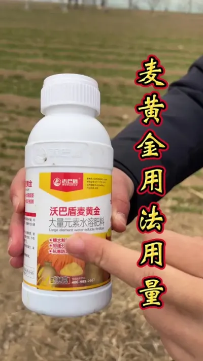 小麦增产叶面肥 麦黄金使用时间，施用方法，使用剂量。#小麦增产 #小麦高产技术 #小麦增产增收叶面肥 #小麦种植管理技术 #小麦年后管理