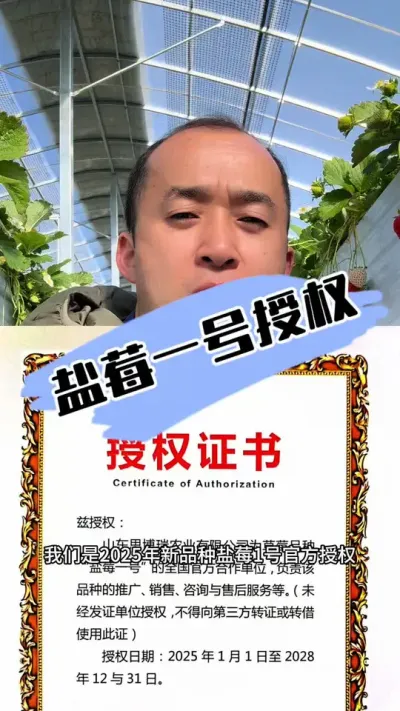 盐莓一号，认准授权 盐莓一号认准授权#草莓种植 #三农种植 #农业技术 #种草莓 #盐莓一号