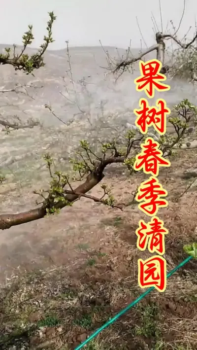 果树春季清园 #果树种植 #病虫害防治 #果园管理  #果树清园  # #果园清园剂