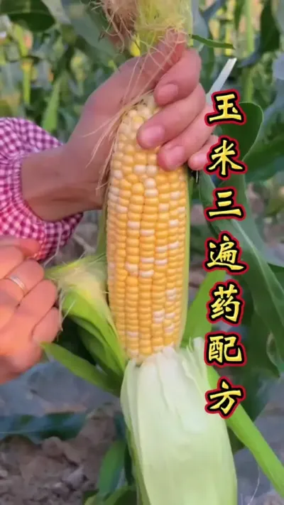 玉米三遍药，打对时间，用对配方，增效显著。#增产增收才是硬道理 #玉米高产种植技术 #玉米种植 #玉米高产 #玉米种植技术