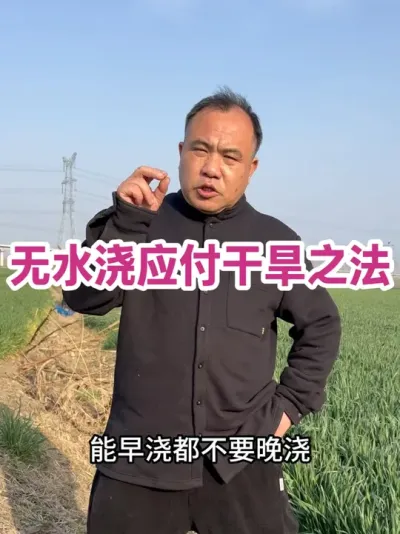 无水浇应付干旱之法 或许是目前人为能做的，耐旱最佳法！#农业 #农业知识分享