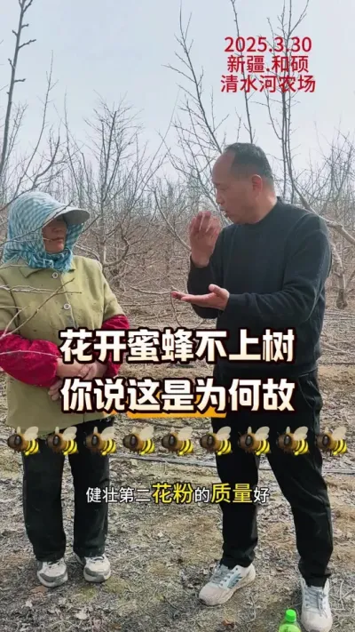 花开蜜蜂不上树，你说这是为何故#果树授粉#农田行者 #农田行者技术服务联盟 #果树管理 #西梅种植