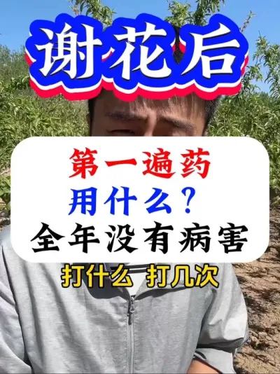 果树谢花后第一遍药，用什么，全面没有病害？#病害防治#果树种植#果树管理#果树种植技术交流 #果树管理技术