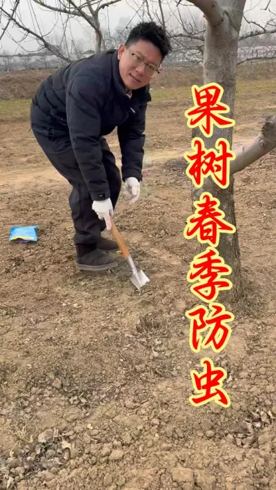 果树秋季 虫害怎么防治！ #果树种植 #农业种植   #果园管理   #果树病虫害