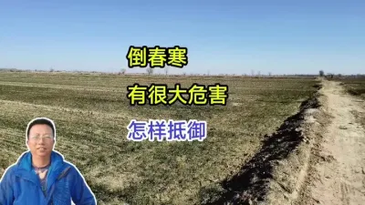 倒春寒，有很大危害，怎样抵御 倒春寒，有很大危害，怎样抵御#小麦种植 #小麦种植管理技术 #马哥聊农业#小麦高产技术 #农技知识分享