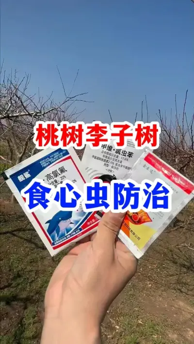 果树食心虫轻松防治。#果树管理 #病虫害防治 #服务三农支持三农 #抖音助农 #食心虫