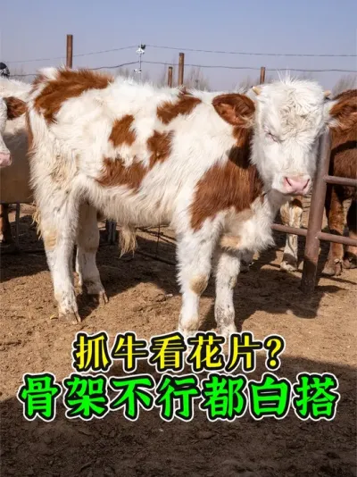 买牛看花片？简直是大错特错！只要骨架好，随便涨到1500斤！ #牛价行情 #养牛人 #养牛知识 #西门塔尔 #买牛