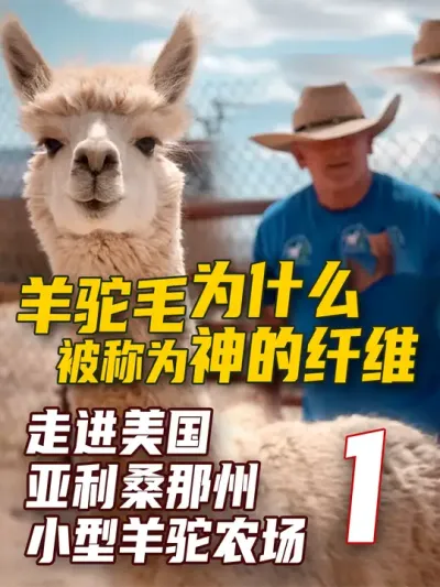 羊驼毛为什么被称为&ldquo;神的纤维&rdquo;走进美国亚利桑那州羊驼农场 1/2  #三农  #羊驼  #养殖业  #新农人 