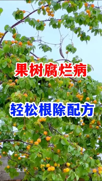 果树腐烂病轻松防治。  #果树种植 #服务三农支持三农 #果园管理   #果树腐烂病  #农业种植