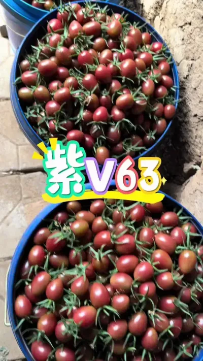 紫V63古城后王观摩会进行中，有感兴趣的朋友欢迎参观指导。#抖音助农 #农业种植 #三农 #新农人计划 #番茄种植