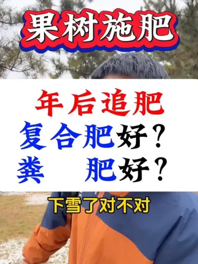 下雪了，年后给果树追肥千万别再错过了！#果树施肥#果树种植 #果树管理 #果树管理技术 #促花保果