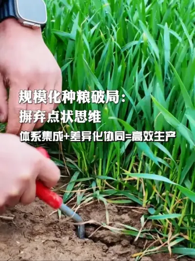 规模化种粮不能有点状思维，仅解决个别问题没用。它需要集成运用技术体系，根据不同情况差异化协同。只有这样，才能实现粮食的优质高产。
#规模化种粮 #农业技术集成 #差异化协同#农业种植