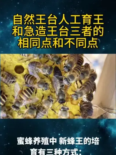 自然王台人工育王和急造王台三者的相同点和不同点 #热门 #自然王台，人工育王和急造王台三者的相同点和不同点#育王技术 #育王全过程 #育王经验分享#王台区别