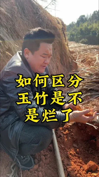 如何区分玉竹烂了？ #种植小技巧 #药材种植 #玉竹 #抖音助农 #2024新农人计划