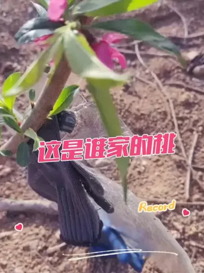 这是果友发我的，又结冰❄️了 不过，放心，桃子是安全的，大家的桃子有受冻的吗#寒潮来袭 #果树种植 #果园管理