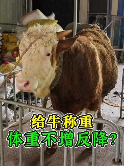 农村养牛称重，一个月过去了，牛竟然不涨返降？原来是称有问题！ #养牛人 #农村养牛 #养牛技术 #养牛知识 #养牛
